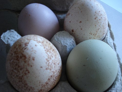 heritage_eggs_colours