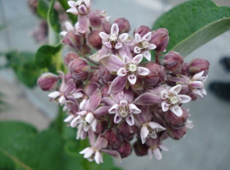 wildflower11