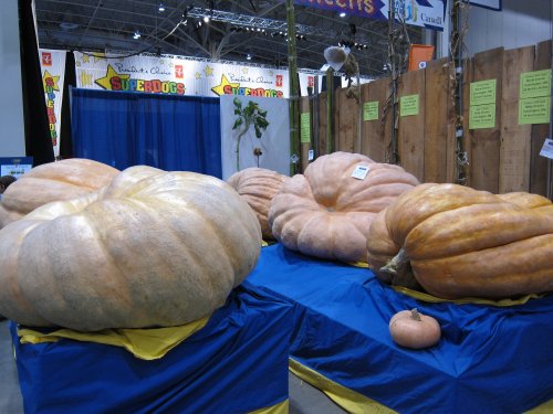 royal_giantpumpkins